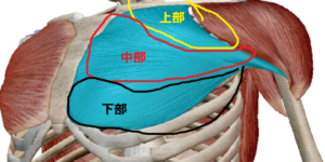 大胸筋解剖図