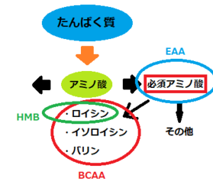 たんぱく質の分解の流れ,EAA,BCAA,HMB