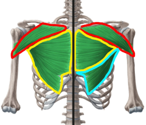 解剖学的な大胸筋